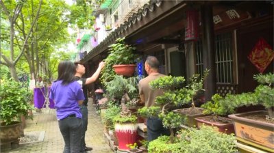 ​家里白蚁长啥样子 密密麻麻，太吓人了！昨晚杭州多地出现大量白蚁！