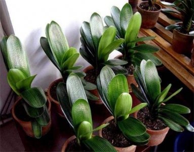 ​君子兰不宜放三处，否则对植株有害