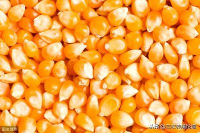 ​饲料原料概览 常见饲料原料有哪些