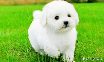 ​小型犬有哪些种类（适合作为宠物犬的10大小型犬，你在养吗？）