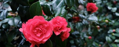 ​红山茶花好养吗 红山茶花好养吗图片大全