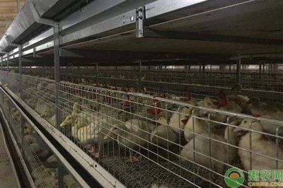 ​鸭子在家怎么养？如何控制鸭子食量？