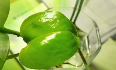 ​水培绿萝怎么剪枝种植？烂根怎么办？
