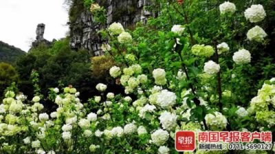 ​聚八仙 白色琼花盛开，游客纷纷拍照