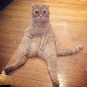 ​猫咪怎么分辨公母？避免乌龙事件，学会如何分辨公猫母猫吧！