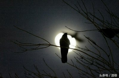 ​女人梦见黑色的乌鸦预示什么（梦见黑乌鸦好不好）