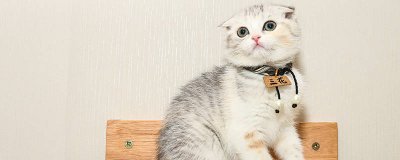 ​猫为什么在地上蹭来蹭去 为什么猫咪一直在地上蹭呀?