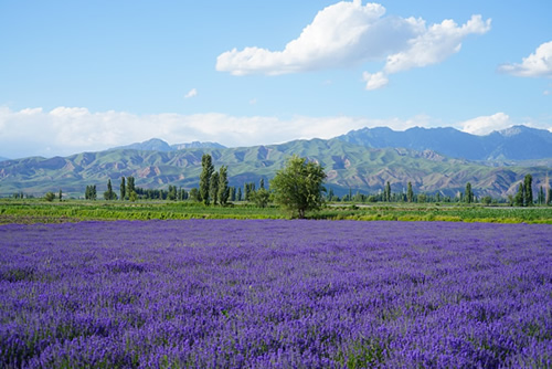 月去哪旅游最合适