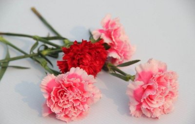 ​生日鲜花图片 生日快乐鲜花图片大全