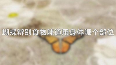 ​蝴蝶能闻到气味吗 蝴蝶喜欢香味还是臭味