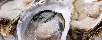 ​煮生蚝需要多长时间 怎么煮生蚝肉才不缩水