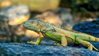 ​蜥蜴和壁虎的区别图片 蜥蜴和变色龙的区别