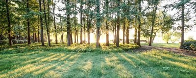 ​树木什么作用 树木有啥作用