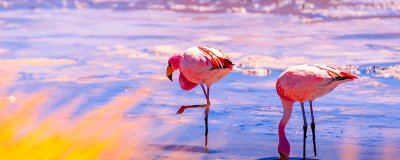 ​水鸟是什么鸟 河边白色水鸟图片及名称