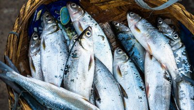 ​墨鱼的营养价值及功效 银鲳鱼的营养价值及功效