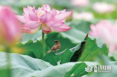 ​三伏天有什么习俗
