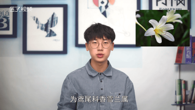 ​兰花和小苍兰味道一样吗 小苍兰的味道怎么样