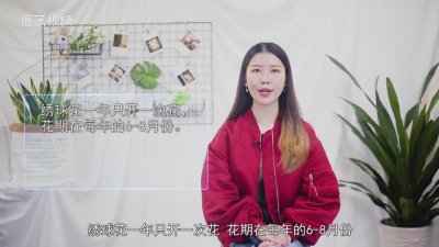 ​绣球第一年能开花吗 绣球花只能开一次吗