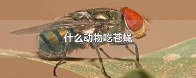 ​苍蝇是动物 苍蝇是什么食性的动物