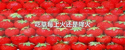 ​草莓是降火还是上火的食物呢 草莓是降火还是上火的食物呀