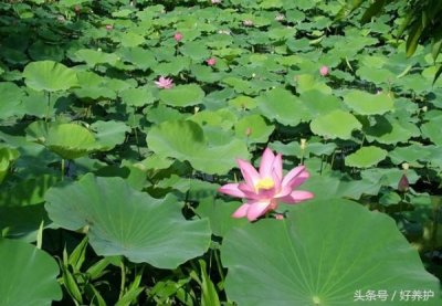 ​贵州荷花酒怎样？贵州荷花酒怎样开瓶