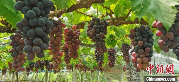 葡萄树多少钱一颗