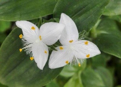 ​北方庭院耐寒低矮花卉植物