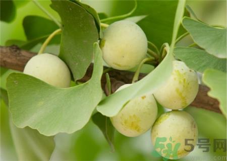 吃白果对女人有什么好处?吃白果对妇科有好处吗? 吃白果对女人有什么好处?吃白果对妇科有好处吗?