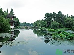 菱角是什么?菱角是什么季节成熟的? 菱角是什么?菱角是什么季节成熟的?