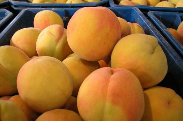 黄桃是发物吗 黄桃是几月份成熟的 黄桃是发物吗 黄桃是几月份成熟的