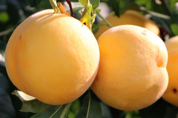 黄桃是发物吗 黄桃是几月份成熟的 黄桃是发物吗 黄桃是几月份成熟的