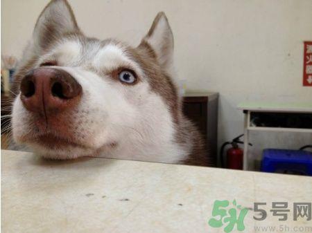 acca kappa官网地址 acca kappa是什么牌子? acca kappa官网地址 acca kappa是什么牌子?