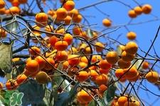 海带和柿子能一起吃吗?一起吃会怎么样 海带和柿子能一起吃吗?一起吃会怎么样