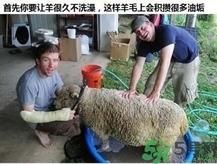 澳洲绵羊油真假 澳洲绵羊油australian creams真假鉴别 澳洲绵羊油真假 澳洲绵羊油australian creams真假鉴别