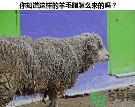 澳洲绵羊油真假 澳洲绵羊油australian creams真假鉴别 澳洲绵羊油真假 澳洲绵羊油australian creams真假鉴别