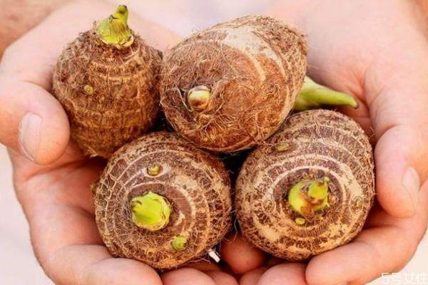 芋头发芽可以吃吗 芋头应该怎么吃呢 芋头发芽可以吃吗 芋头应该怎么吃呢