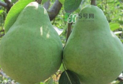 ​巴梨怎么吃？巴梨是热性还是凉性的？