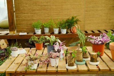 ​家里养了这些花，小病全走光，药费不用花！