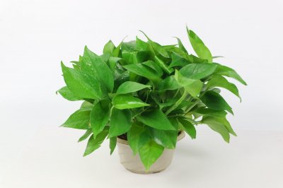 ​别养绿萝了，过年来盆香香花，满屋飘香精神好！