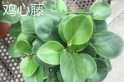 ​鸡心藤和绿萝的区别