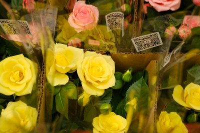 ​老桩月季移栽注意事项