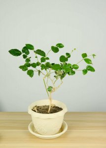 ​茉莉冬天怎么修剪（方法和时间）