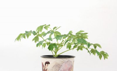 ​盆栽牡丹冬天浇水吗