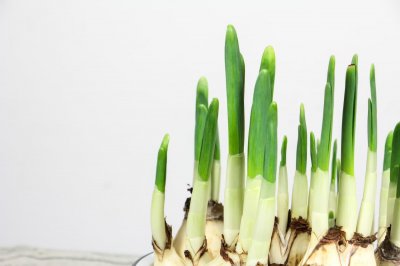 ​水仙花怎么养