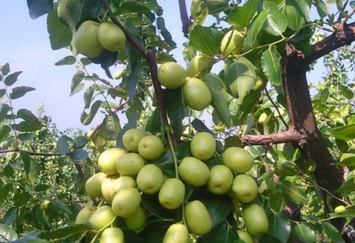 大青枣种植有技术,掌握一项种植要点,种出脆甜可口大青枣