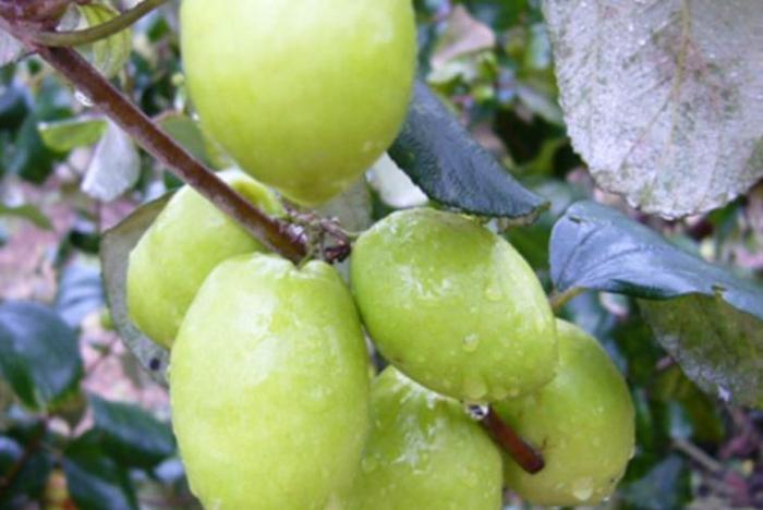 大青枣种植有技术,掌握一项种植要点,种出脆甜可口大青枣
