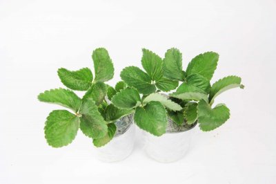 ​阳台草莓播种及养护注意事项