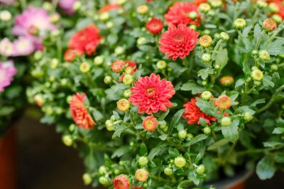 ​菊花什么时候开花