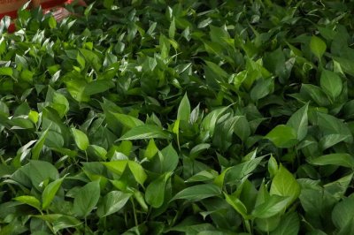 ​绿萝的养殖方法和注意事项