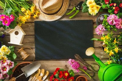 ​露薇花怎么繁殖（播种和分株过程）